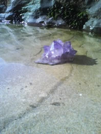 Rock Pool