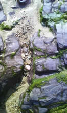 Sea cleansed crystals
