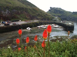 Boscastle blog bos.jpg