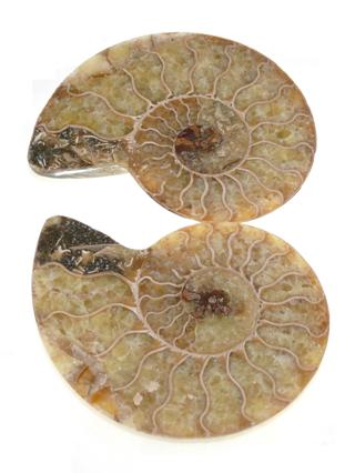 Ammonites F035.JPG