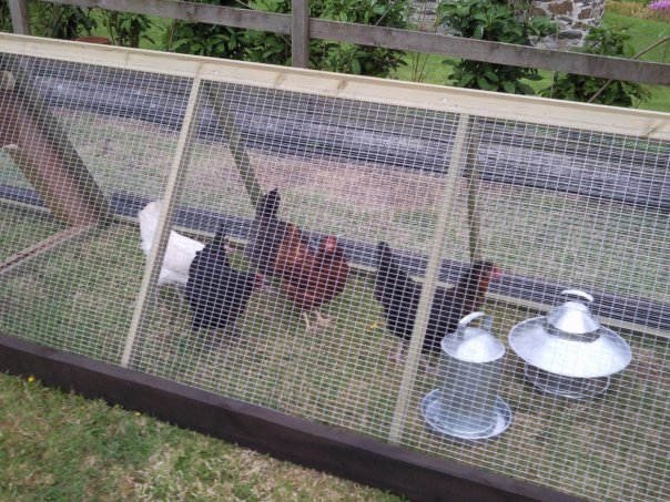 Chicken.jpg