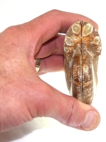 Ammonite pairs F019C.JPG
