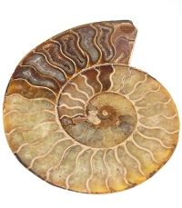Fossil Ammonite F029C.JPG