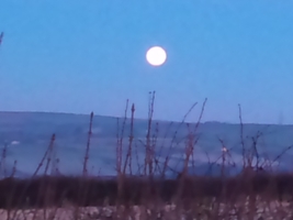 Morning Moon Morning Moon.jpg