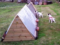 Chicken Jack Russellers Photo0568.jpg
