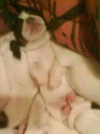 Puppy nap.JPG