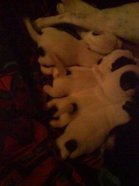Puppy tails.JPG