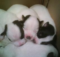 Puppy trio.JPG