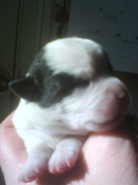 Puppy up close.JPG
