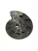 Pyritised Ammonite F030t.JPG