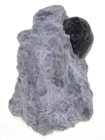 Apache Tear in Matrix S678B.JPG