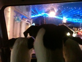 Late night shopping in Wadebridge blog dogs.jpg