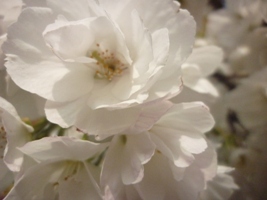 Cherry blossom in Boscastle blossom4.JPG