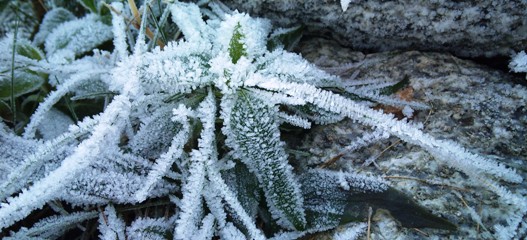 cold snap2.jpg