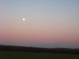 Full Moon field moon over field.JPG