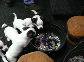 jack russell puppies puppy invasion gem pot.jpg