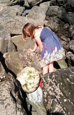 quarz snowball trebarwith quartz snowball.jpg