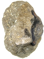 Pyrite nodule cluster, Gloustershire S298A.jpg