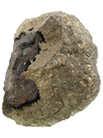 Pyrite nodule cluster, Gloustershire S298B.jpg