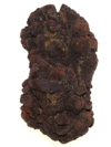 Coprolite F015B.jpg