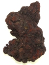 Coprolite F015C.jpg