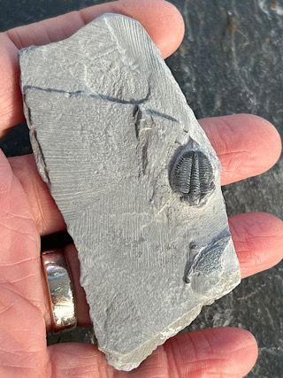 Trilobite from Crystal Specimens