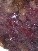 Chalcotrichite